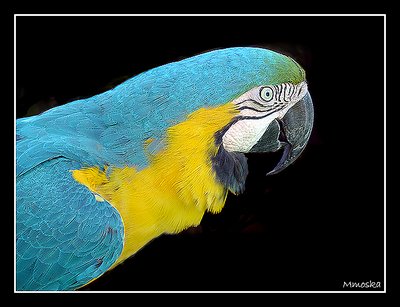 Brazilian macaw