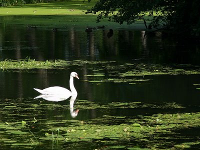 Swan in green