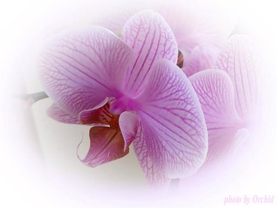 Romantic orchid