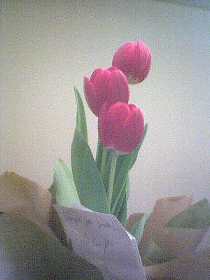 Tulipa, a  gift at decisive moment