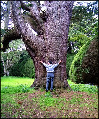 An Ancient tree