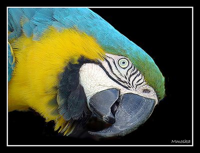 Brazilian macaw II