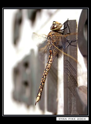 Dragonfly