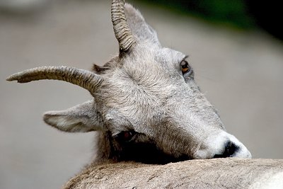 Big Horn Sheep #19