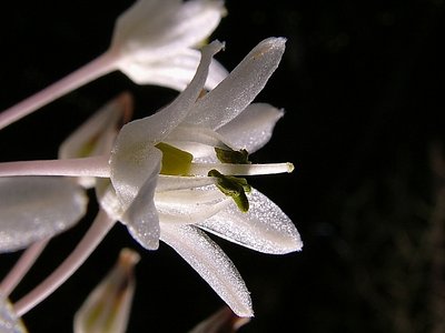 Urginea maritima