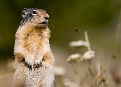 Ground Squirrel #3