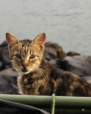 A cat with its dinner at sunset