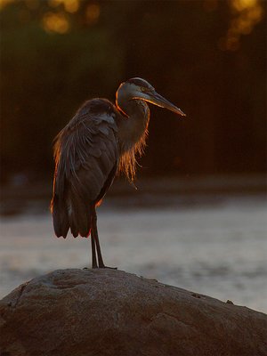 Heron at Dusk