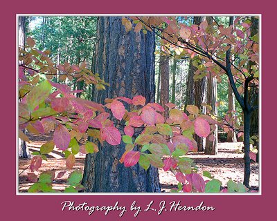 Yosemite Pink Tree #2