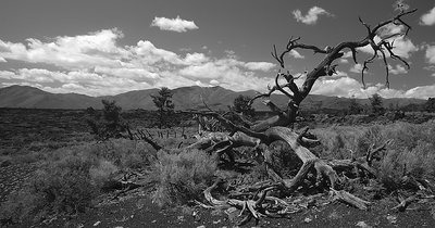 Tree Molds Trail