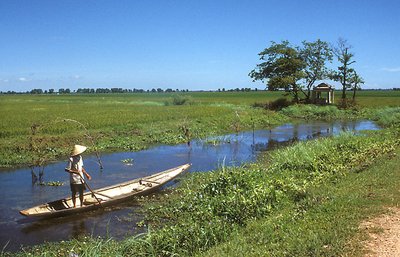 Rice Paddy Landscape