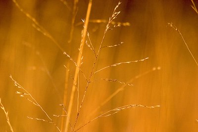 Field of Gold