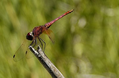 Close-up on red