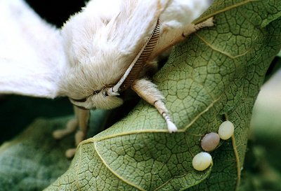 Silkmoth laying eggs.