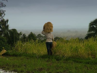 rice crops in Indonesia