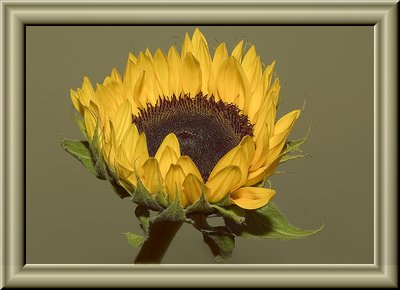 The Nature of Sunflowers