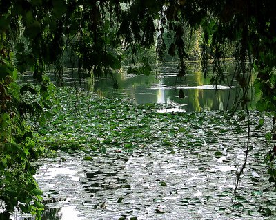 monster in the pond