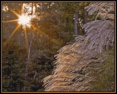 Golden Grasses