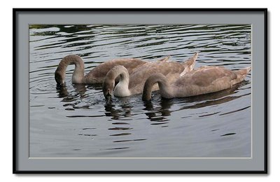 shy cygnets