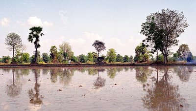 Rice field before planting