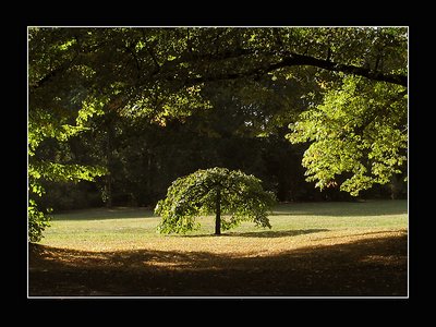 child of tree