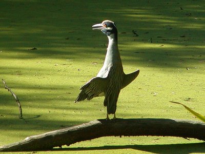 Yellow Crowned Night Heron