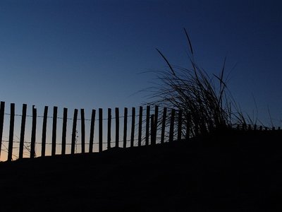 Beach grass and fence