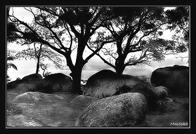 Trees and stones