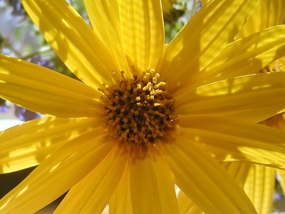 sun lighted flower