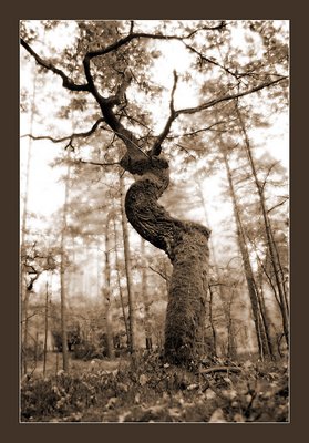 tree