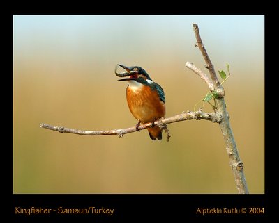 Kingfisher of Lake Cernek