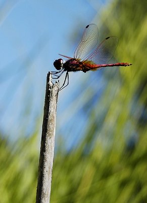 Dragonfly on blue