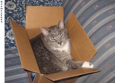 Dude in a Box 3