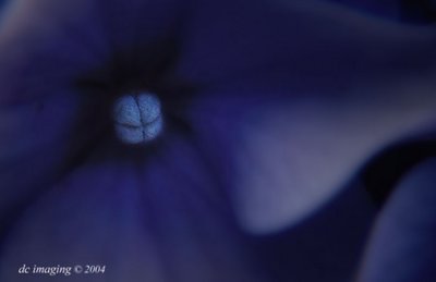 Hydrangea Macro