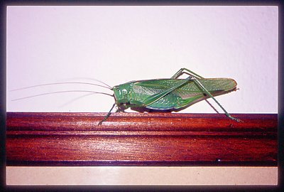 The locust that loves the art