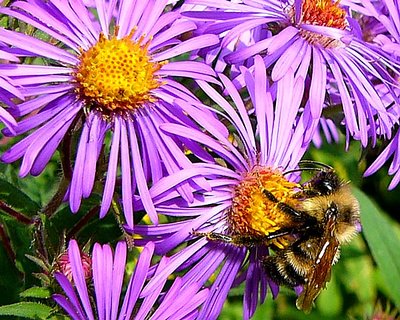 Wild Asters With A Bonus