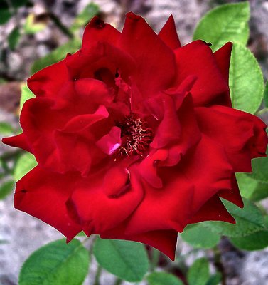Red Rose in San Gabriel Texas