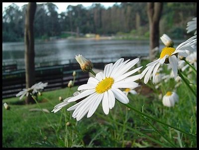 Spring Flower