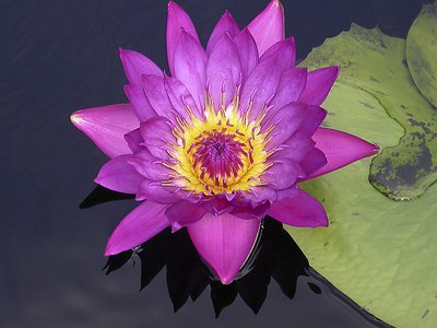 Water Lilly