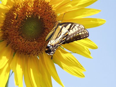 Swallowtail on Sunflower