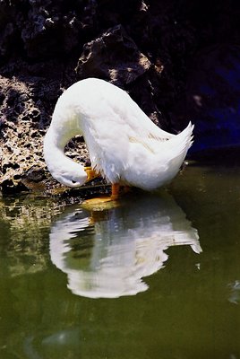 duck &her reflection