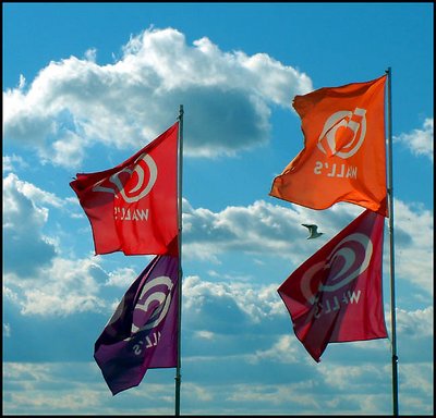 Four flags and a seagull