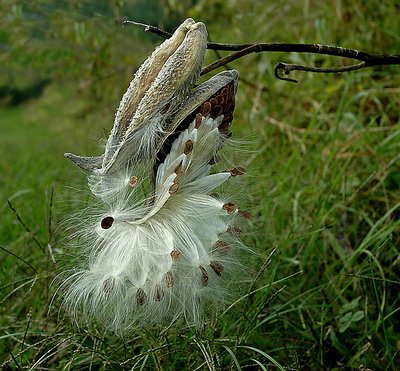 Milkweed