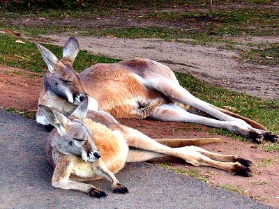 Kangaroo Duo
