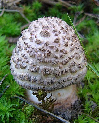 Scaly Mushroom