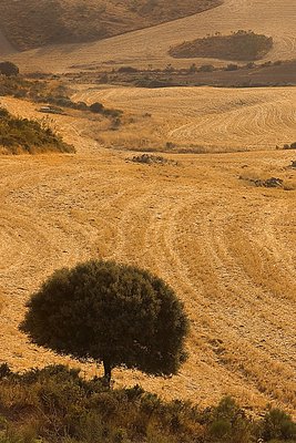 Stubble Fields
