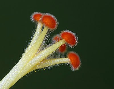 Part of a Hibiscus.