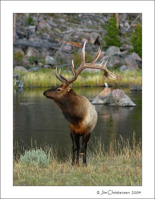 Madison River Royal