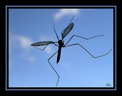 Windowcleaner (so called in dutch: glazenwasser)