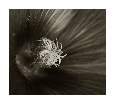 The whirl